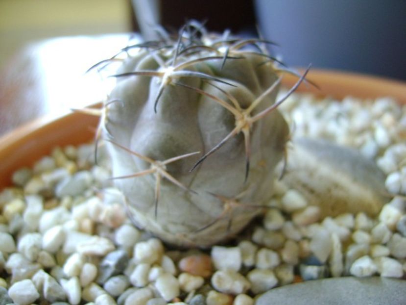 Acanthocalycium (Echinopsis) glaucum - Cactusi 2018 bis