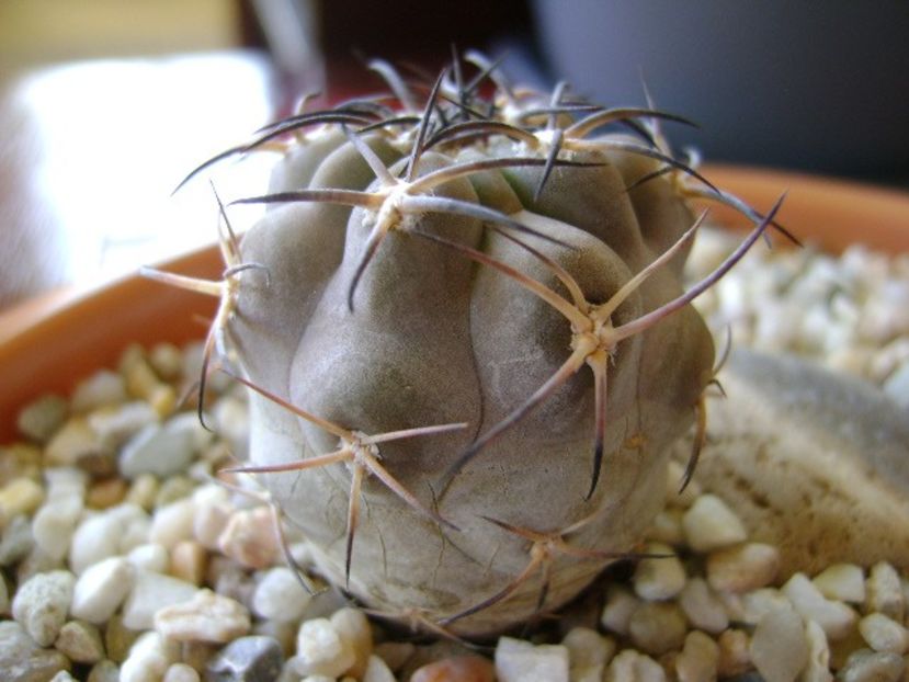 Acanthocalycium (Echinopsis) glaucum - Cactusi 2018 bis