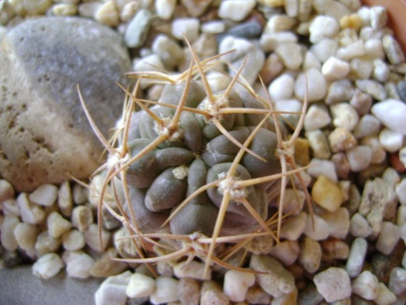 Acanthocalycium (Echinopsis) thionanthum - Cactusi 2018 bis
