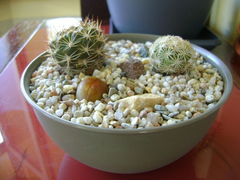 Grup de 2 cactusi - Cactusi 2018 bis