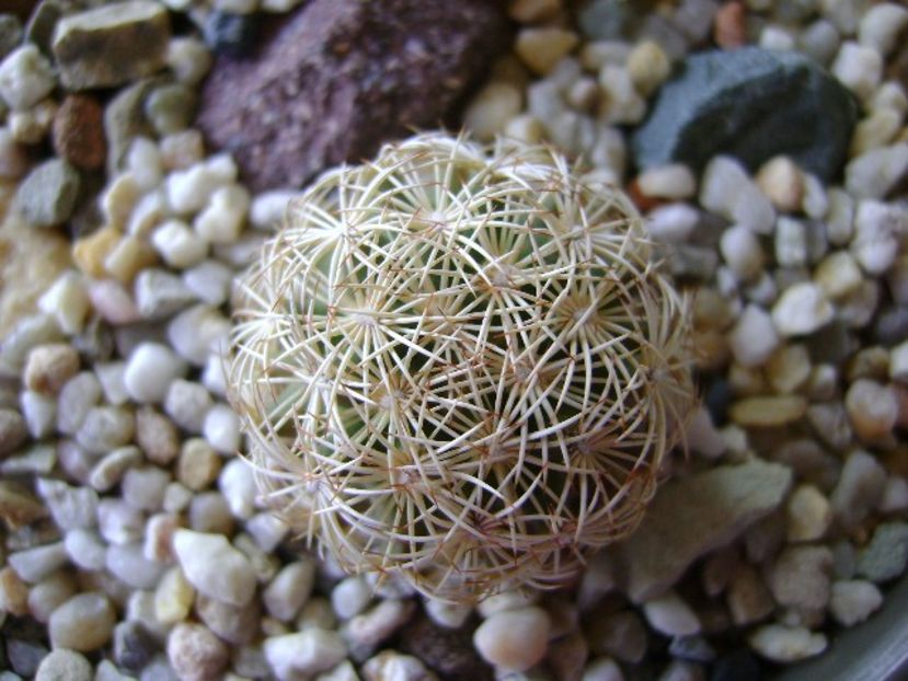 Coryphantha echinus SB377 Val Verde Co, TX - Cactusi 2018 bis