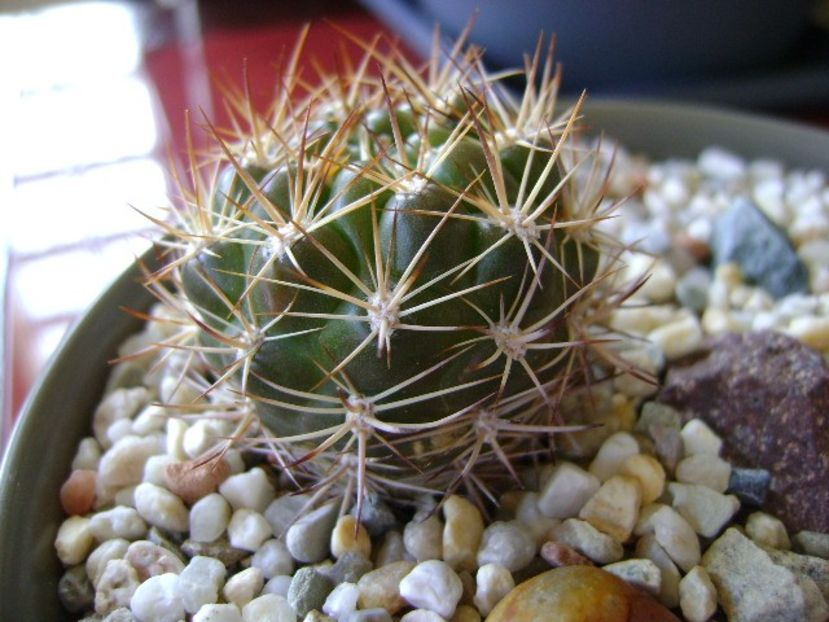 Weingartia lanata (Rebutia neocumingii ssp. lanata) - Cactusi 2018 bis