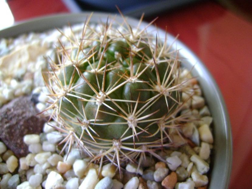 Weingartia lanata (Rebutia neocumingii ssp. lanata) - Cactusi 2018 bis