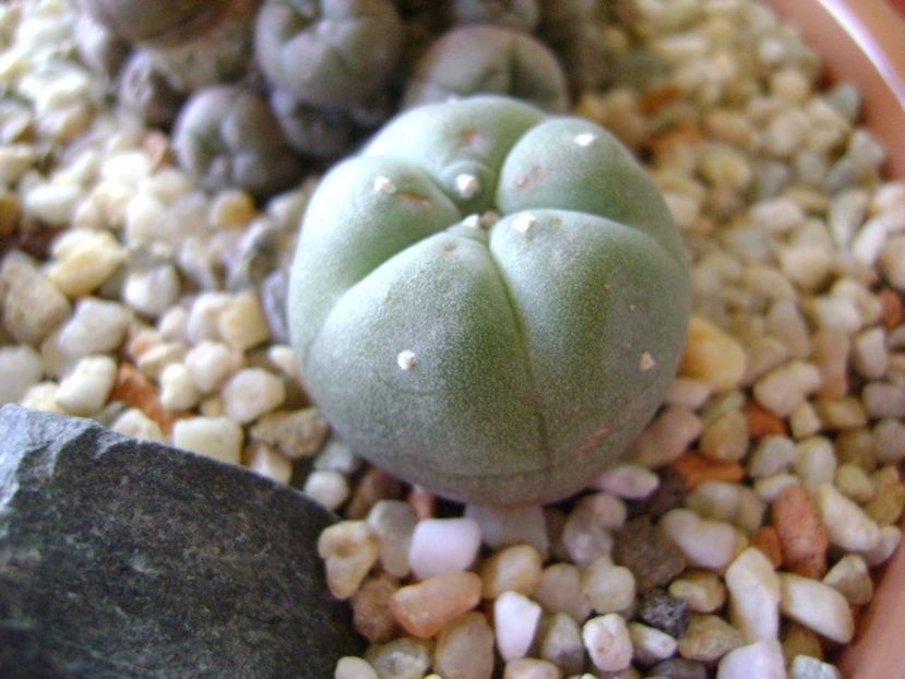 Lophophora williamsii (Peyote) - Cactusi 2018 bis