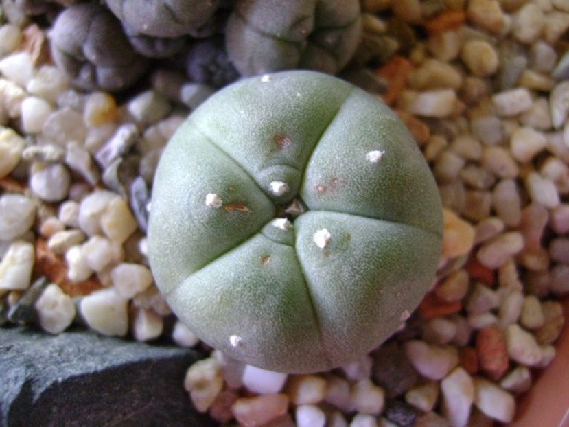 Lophophora williamsii (Peyote) - Cactusi 2018 bis