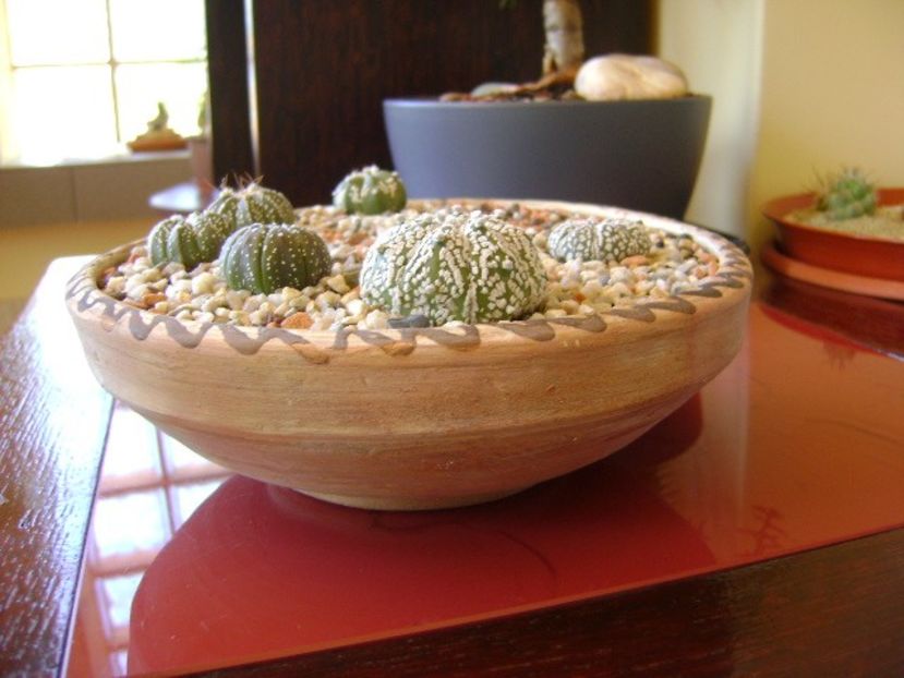 Grup de 7 Astrophytum - Cactusi 2018 bis