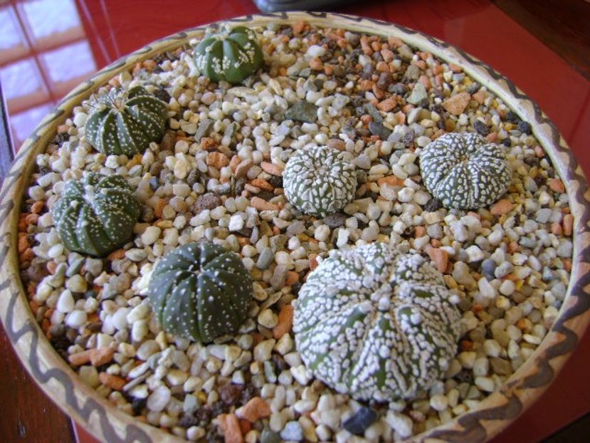 Grup de 7 Astrophytum - Cactusi 2018 bis