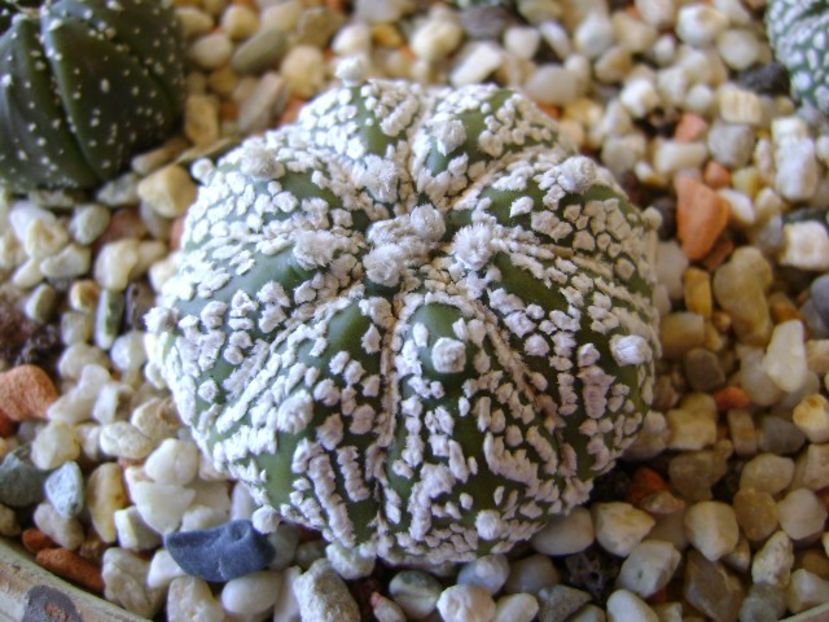 Astrophytum asterias cv. Super Kabuto - Cactusi 2018 bis