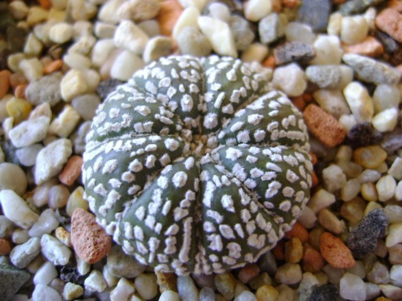 Astrophytum asterias cv. Super Kabuto - Cactusi 2018 bis