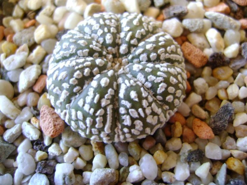 Astrophytum asterias cv. Super Kabuto - Cactusi 2018 bis