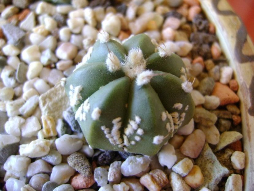 Astrophytum asterias hb. - Cactusi 2018 bis