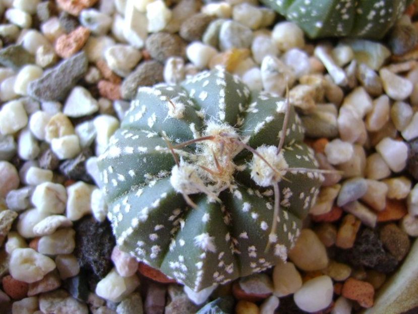 Astrophytum asterias hb. - Cactusi 2018 bis