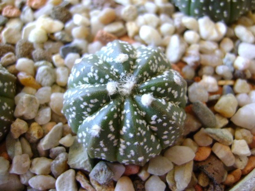 Astrophytum asterias hb. - Cactusi 2018 bis