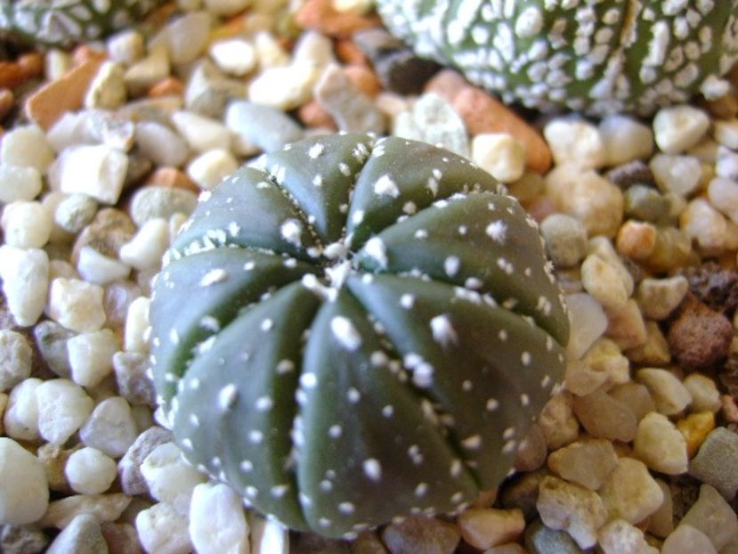 Astrophytum asterias hb. - Cactusi 2018 bis