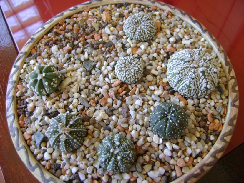 Grup de 7 Astrophytum - Cactusi 2018 bis
