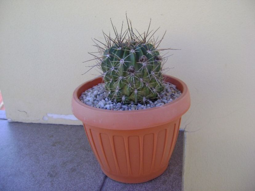 Lobivia jajoiana cv. anemone (Echinopsis marsoneri) - Cactusi 2018 bis