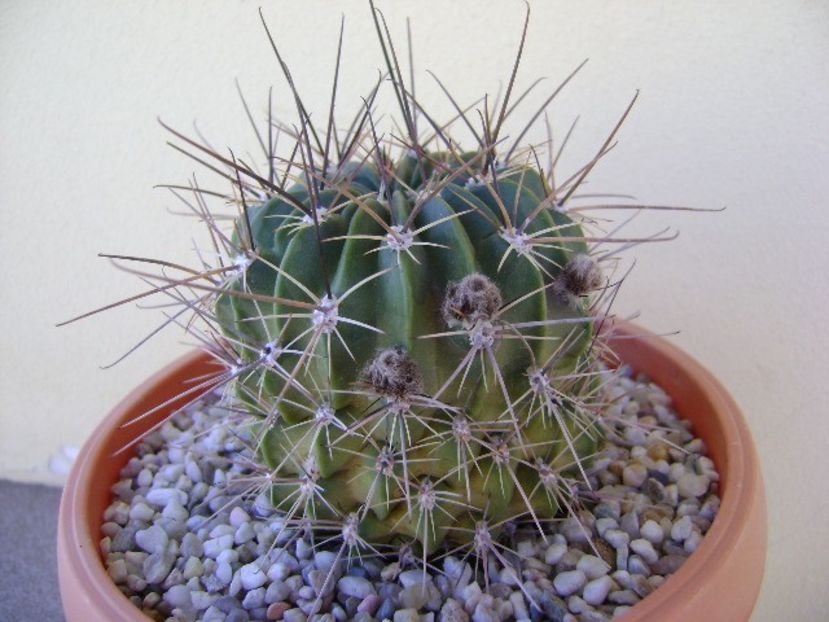 Lobivia jajoiana cv. anemone (Echinopsis marsoneri) - Cactusi 2018 bis