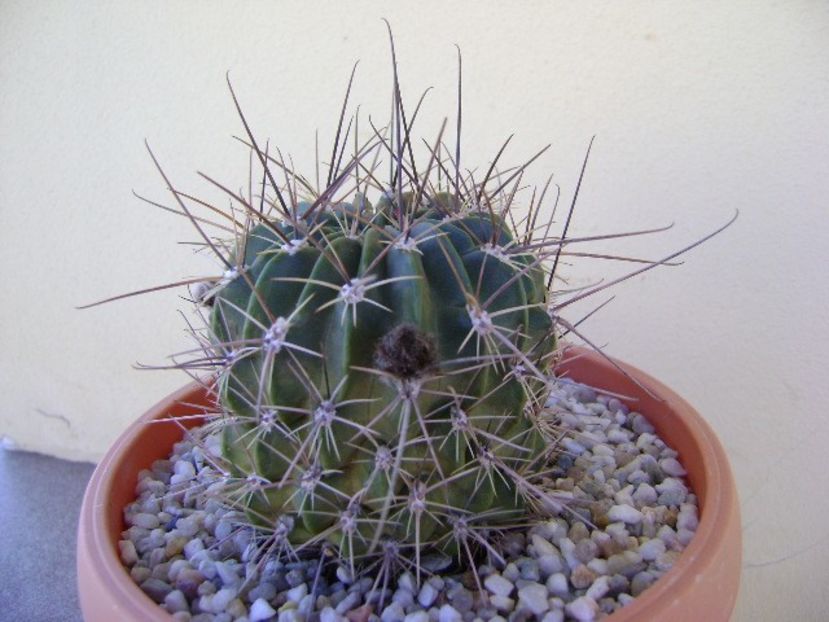 Lobivia jajoiana cv. anemone (Echinopsis marsoneri) - Cactusi 2018 bis