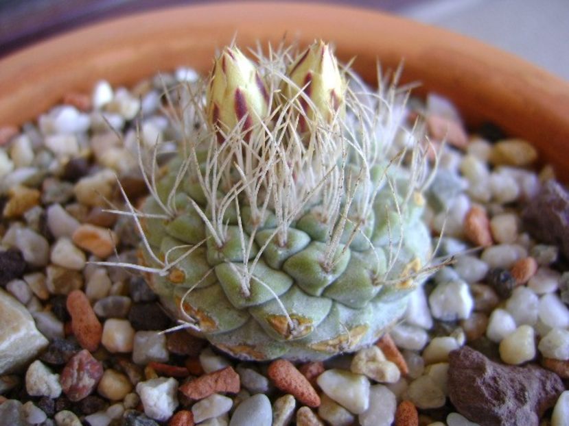 Strombocactus disciformis - Cactusi 2018 bis