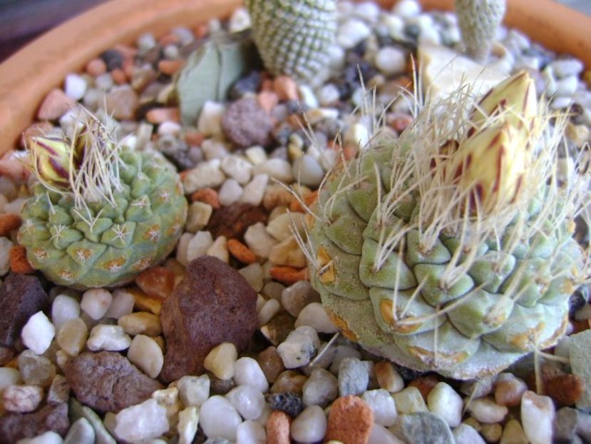 Strombocactus disciformis & Strombocactus disciformis ssp. jarmillae, Vizzaron, Mx. - Cactusi 2018 bis