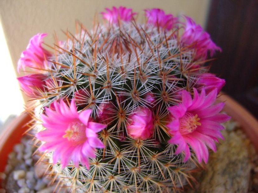 Mammillaria matudae - Cactusi 2018 bis