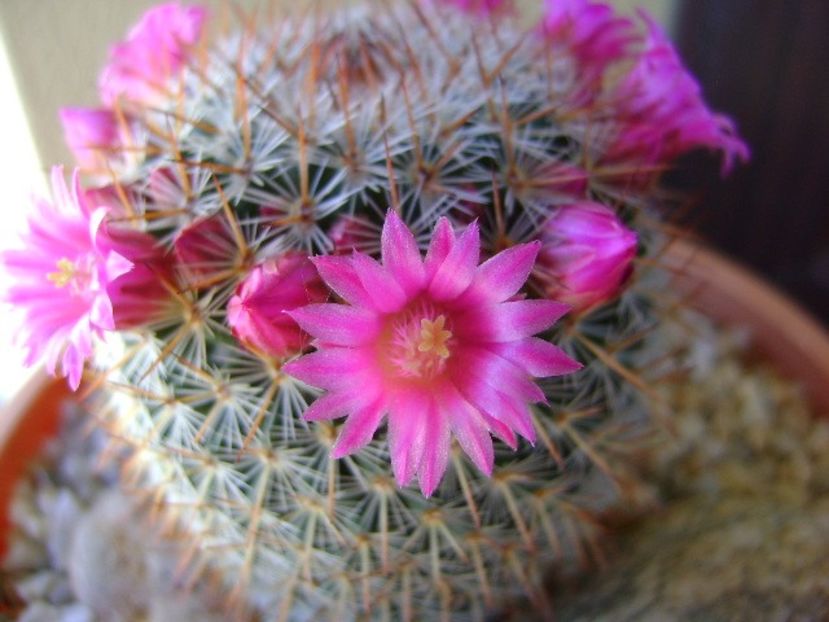 Mammillaria matudae - Cactusi 2018 bis