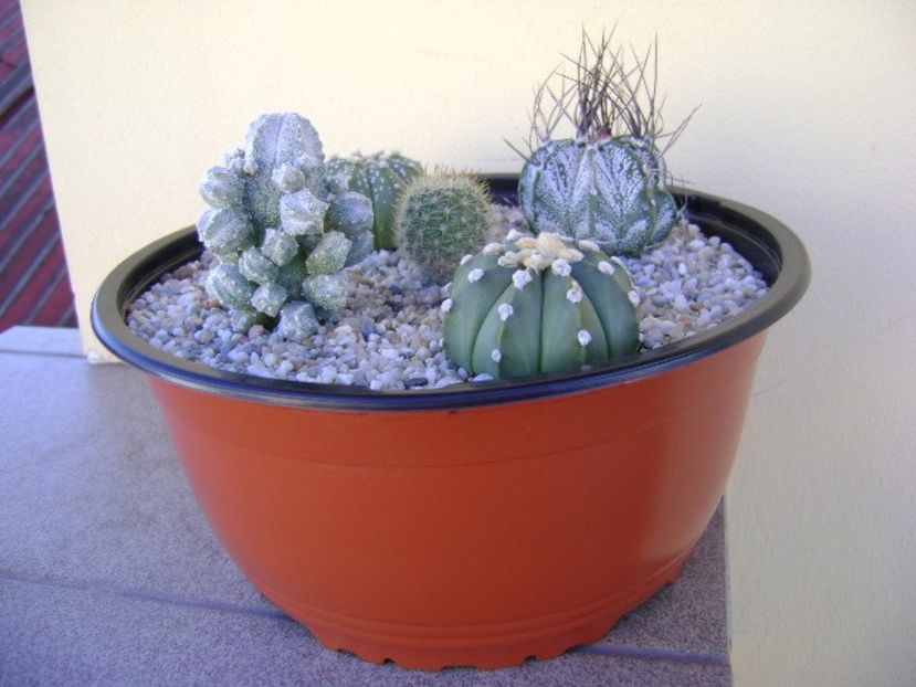 Grup de 5 cactusi - Cactusi 2018 bis