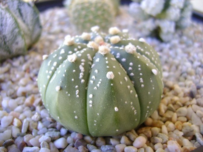Astrophytum asterias hb. - Cactusi 2018 bis