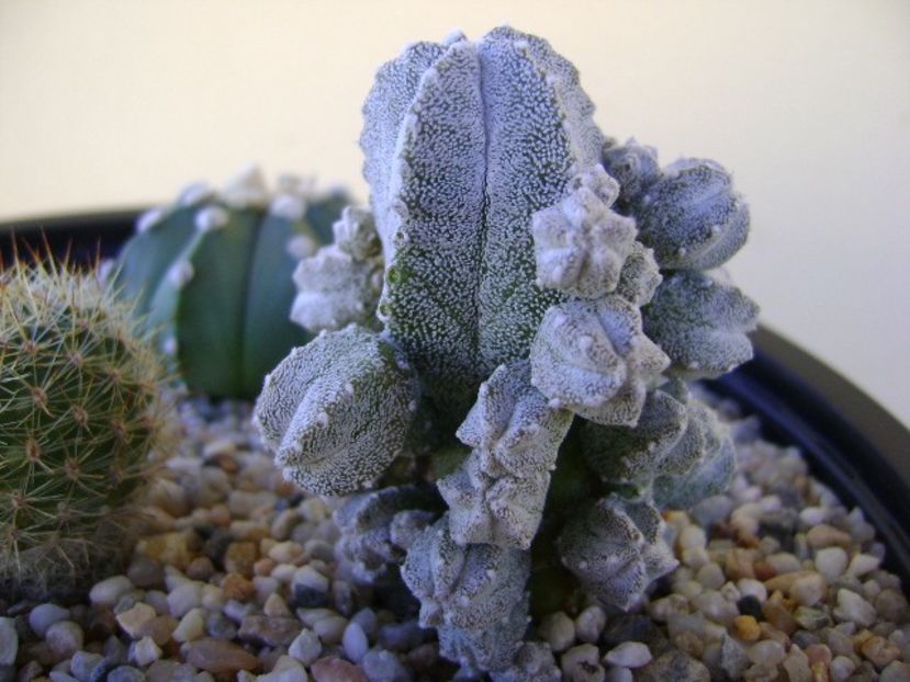 Astrophytum myriostigma cv. Hubuki - Cactusi 2018 bis