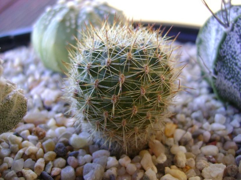 Aylostera (rebutia) fiebrigii - Cactusi 2018 bis