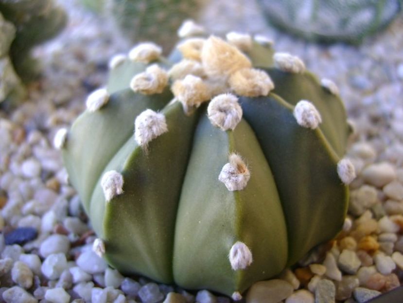 Astrophytum asterias - Cactusi 2018 bis