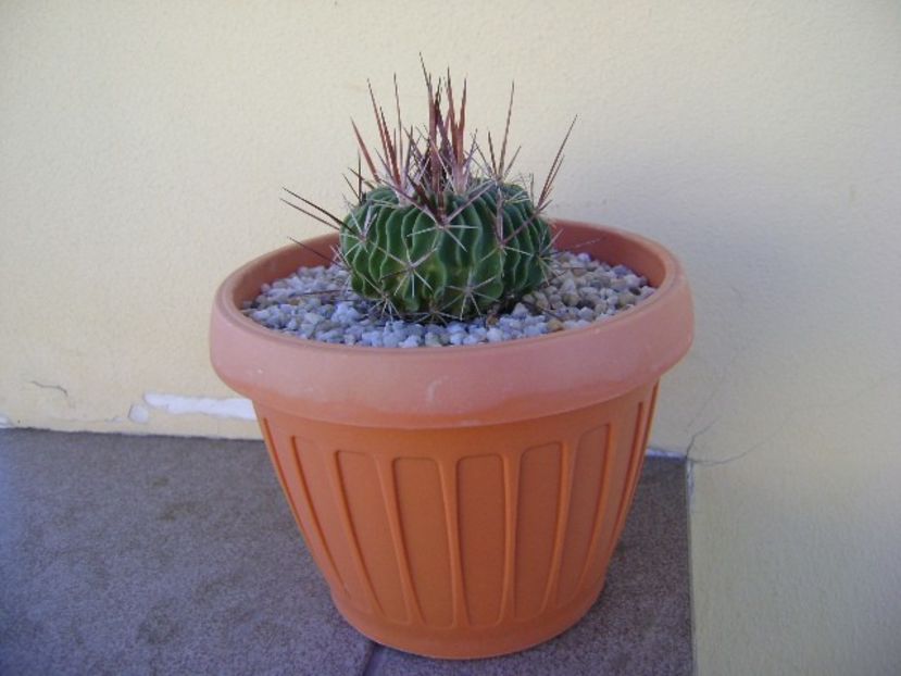 Echinofossulocactus multicostatus - Cactusi 2018 bis