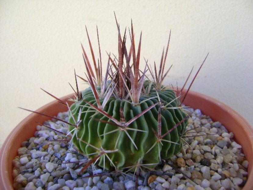 Echinofossulocactus multicostatus - Cactusi 2018 bis