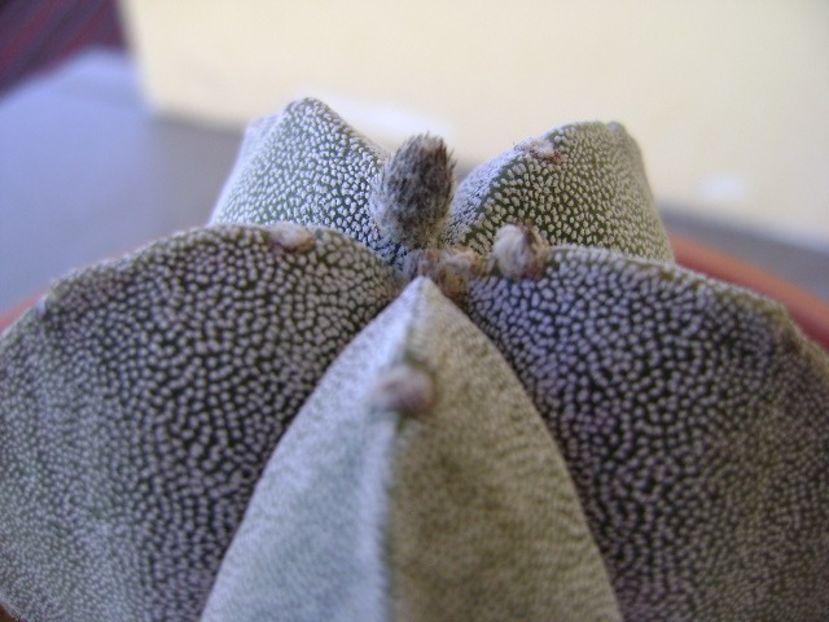 Astrophytum coahuilense - Cactusi 2018 bis