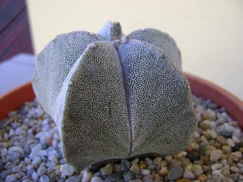 Astrophytum coahuilense - Cactusi 2018 bis