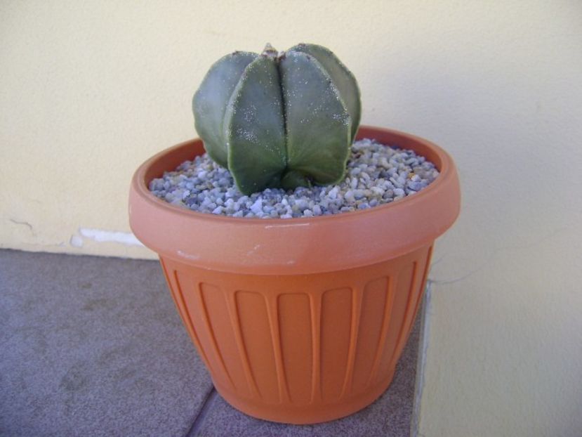 Astrophytum myriostigma v. nudum - Cactusi 2018 bis
