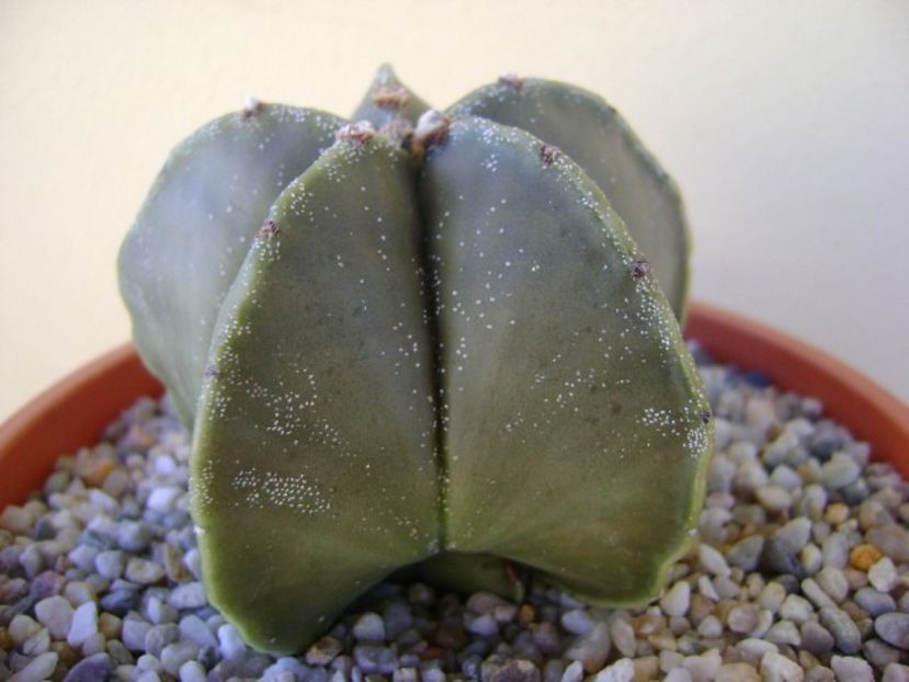 Astrophytum myriostigma v. nudum - Cactusi 2018 bis