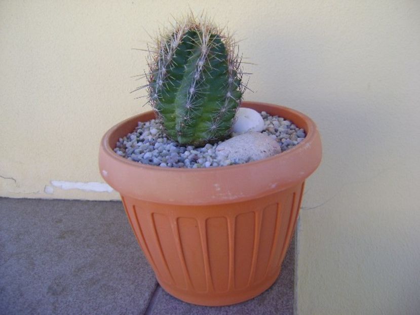 Thelocactus bicolor ssp. pottsii - Cactusi 2018 bis