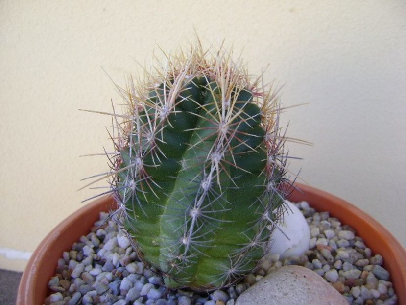 Thelocactus bicolor ssp. pottsii - Cactusi 2018 bis