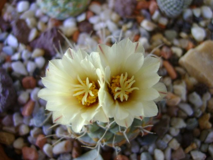 Strombocactus disciformis - Cactusi 2018 bis