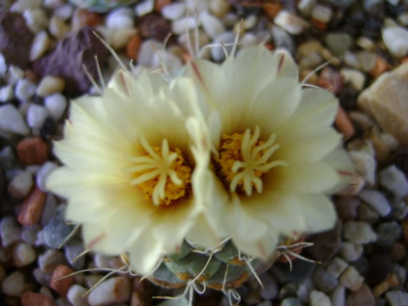 Strombocactus disciformis - Cactusi 2018 bis