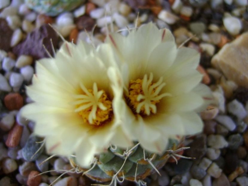 Strombocactus disciformis - Cactusi 2018 bis