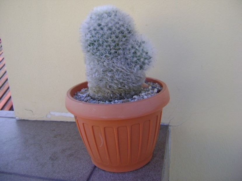 Mammillaria bocasana multilanata - Cactusi 2018 bis