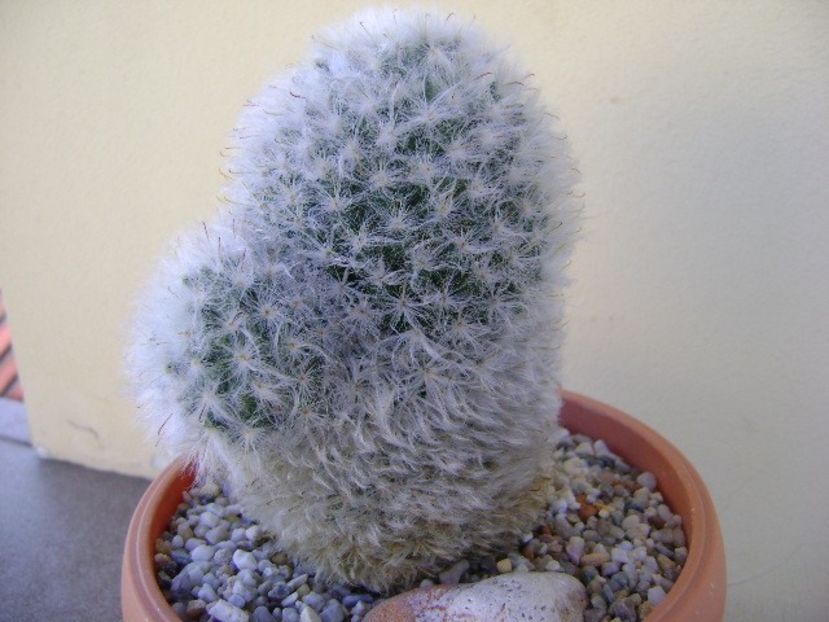 Mammillaria bocasana multilanata - Cactusi 2018 bis