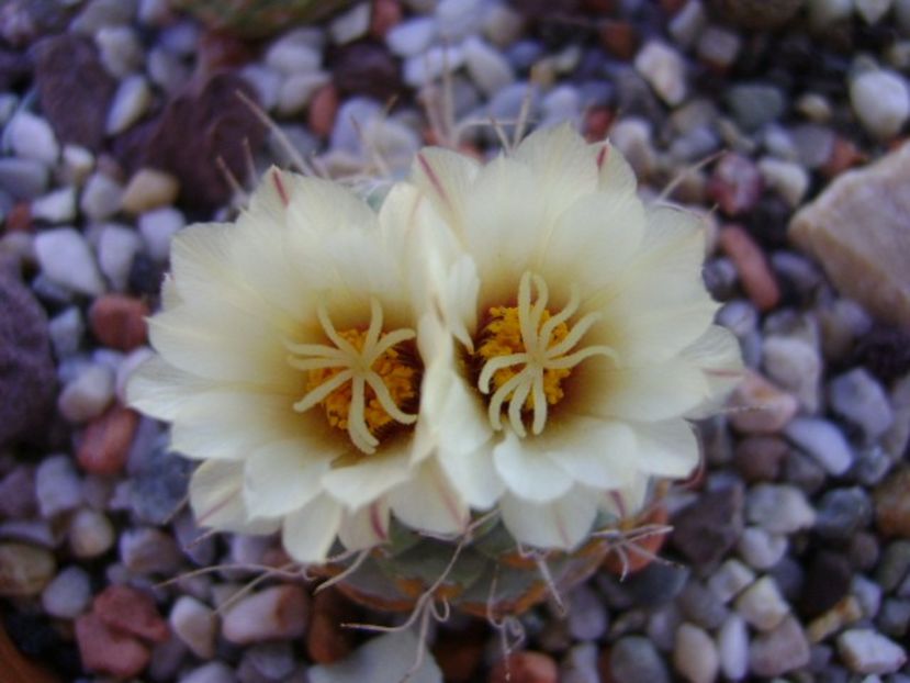 Strombocactus disciformis - Cactusi 2018 bis