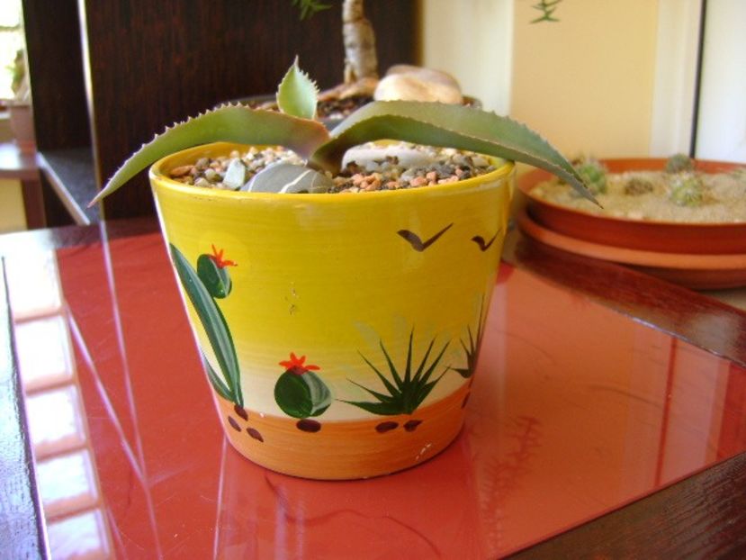 Agave gypsophila - Agave si Yucca 2018