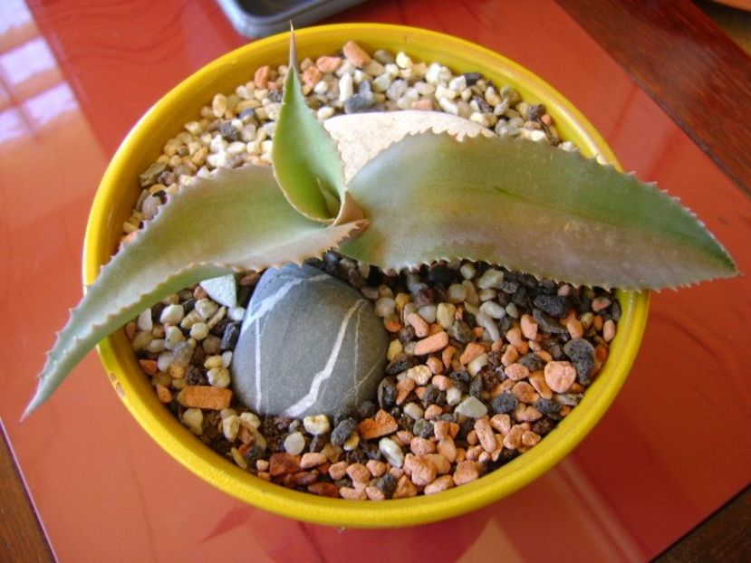 Agave gypsophila - Agave si Yucca 2018