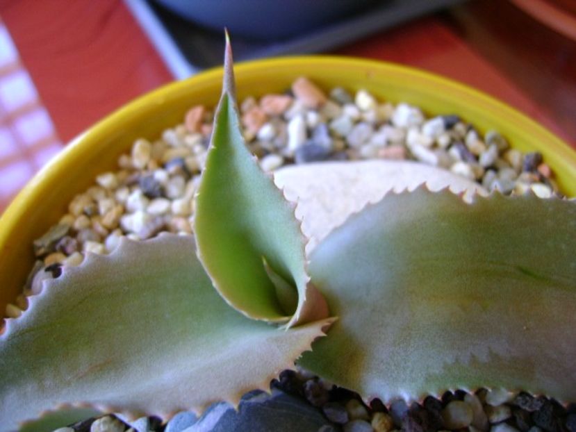 Agave gypsophila - Agave si Yucca 2018