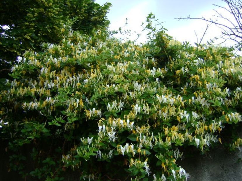 Lonicera caprifolium - Primavara 2018