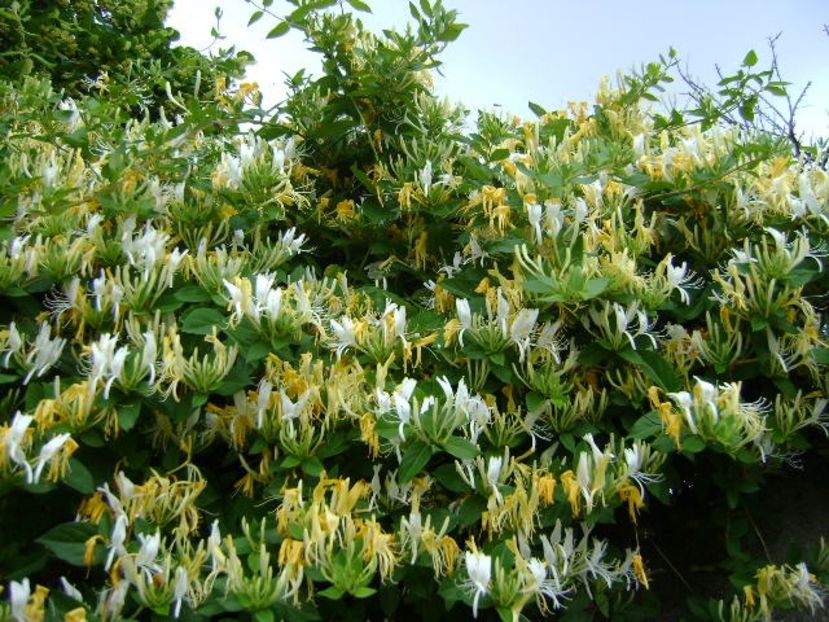 Lonicera caprifolium - Primavara 2018